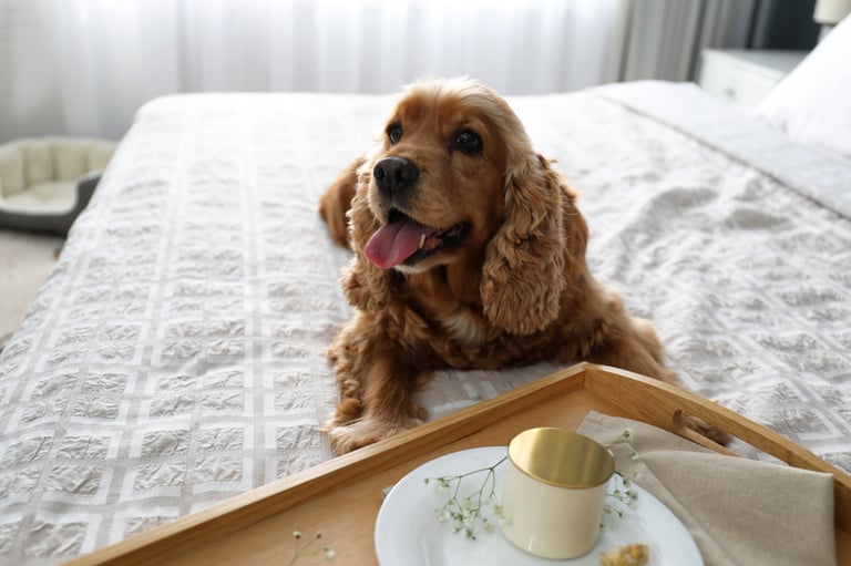 Cocker Spaniel with breakfast