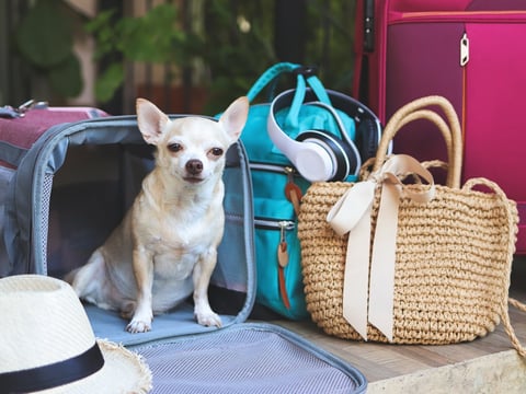 Chihuahua with travel accessories