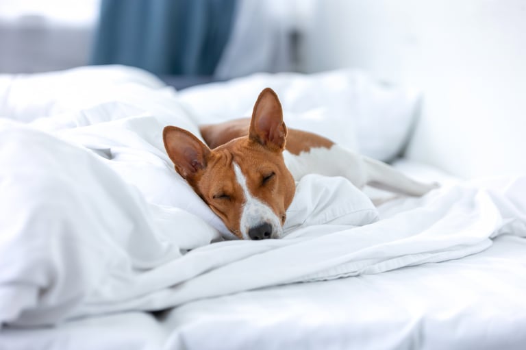 Dog sleeping in hotel bed