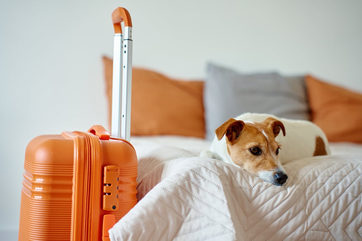 Jack Russell waiting by luggage
