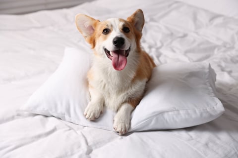 Cute dog with pillow on blanket