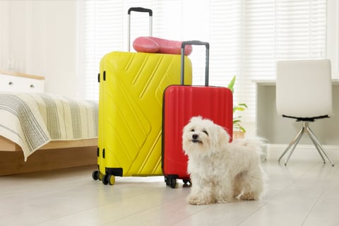 Maltese dog with suitcases